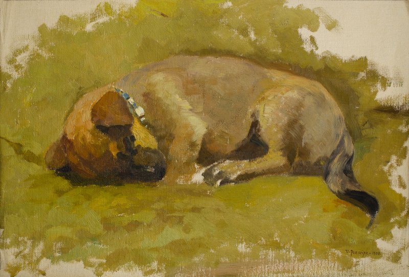 1908 - Cane addormentato